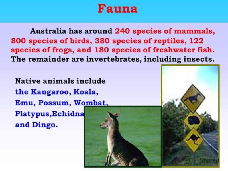 Презентация животные австралии на английском