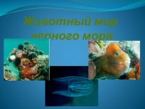Урок презентация животный мир черного моря