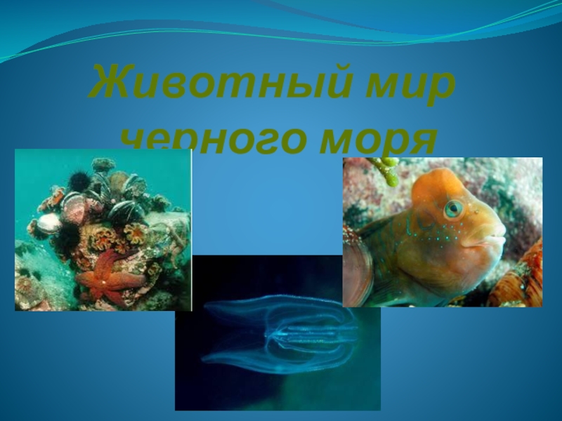 Презентация Урок презентация животный мир черного моря