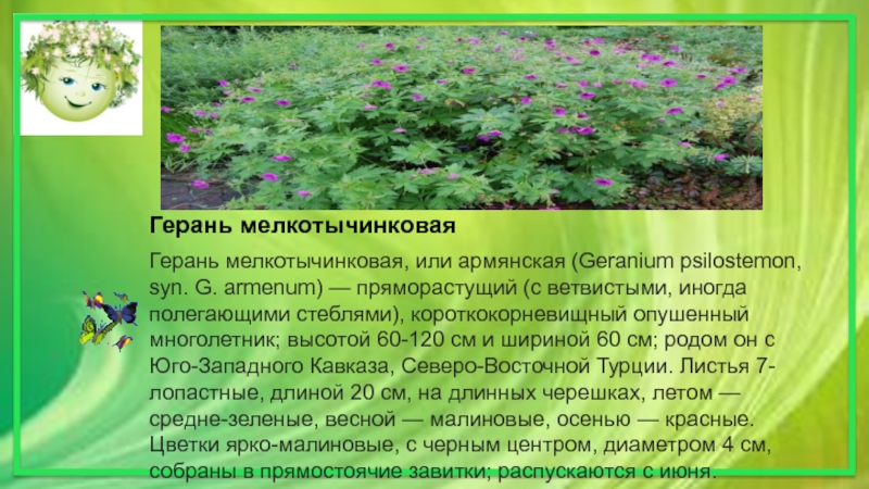 Герань мелкотычинковаяГерань мелкотычинковая, или армянская (Geranium psilostemon, syn. G. armenum) — пряморастущий (с ветвистыми, иногда полегающими стеблями),