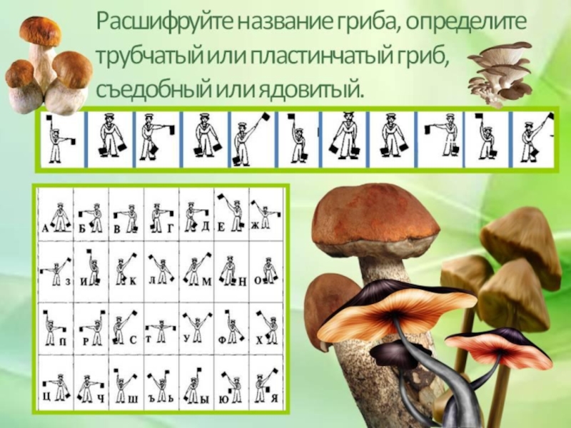 Грибы 5 класс. Съедобные грибы 5 класс. Несъедобные Шляпочные грибы 5 класс. Презентация на тему Шляпочные грибы 5.