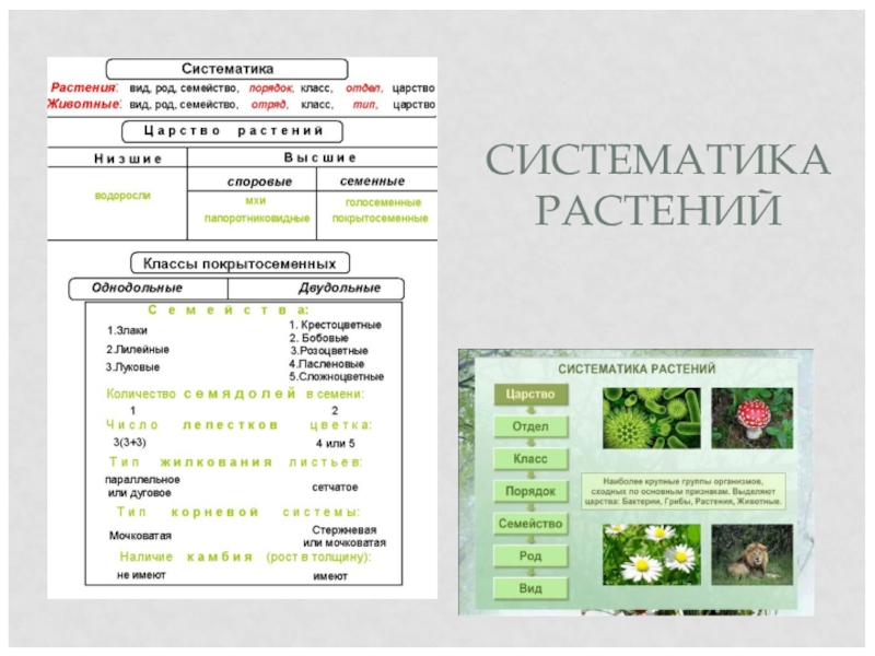 Ботаника егэ презентация