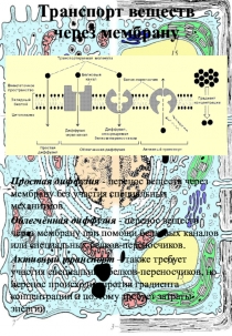 Раздаточный материал по теме: Транспорт веществ через мембрану