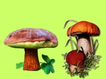 Царство Грибы. презентация по биологии