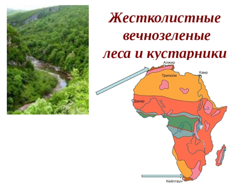 Карта лесов африки