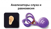 Презентация к уроку биологии на тему Анализаторы слуха и равновесия