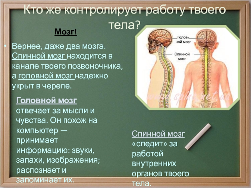 Заболевания головного и спинного мозга. За что отвечает спинной мозг. Головной и спинной мозг. Спинной мозг и головной мозг. Головной и спинной МОЗ.