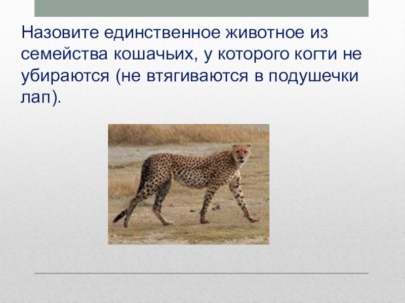 Единственное животное. Гепард когти не втягиваются. У какого зверя семейства кошачьих не убираются когти. Когти втяжные имеют Хищные семейства. Сообщение о уникальных движения животного.