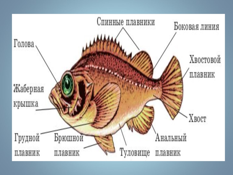 Класс рыбы плавники. Рыбы (биология). Боковой плавник рыбы. Рыбы (биология) рыбы. Рыбы биология 5 класс.