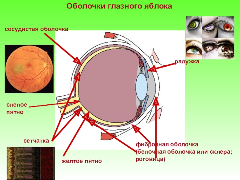 Как называется прозрачная часть белочной оболочки глаза. Зрительный анализатор белочная оболочка. Белочная оболочка глазного яблока. Оболочки глазного яблока белочная сосудистая. Сосудистая оболочка, фиброзная оболочка.