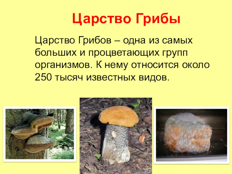 Есть царство грибов. Биология царство грибы. Биология 5 класс тема царство грибов. Царство грибов 5 класс биология класс. Царство грибов презентация.