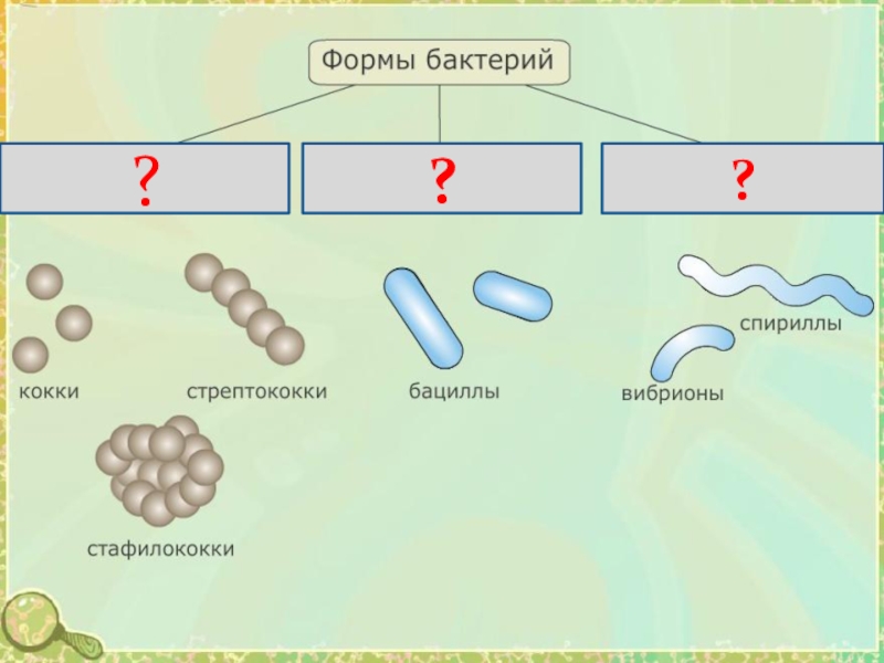 Назовите формы бактериальных клеток. Бациллы спириллы вибрионы. Формы бактериальных клеток кокки. Бактерии формы бактерий. Форма бактерии кокки.