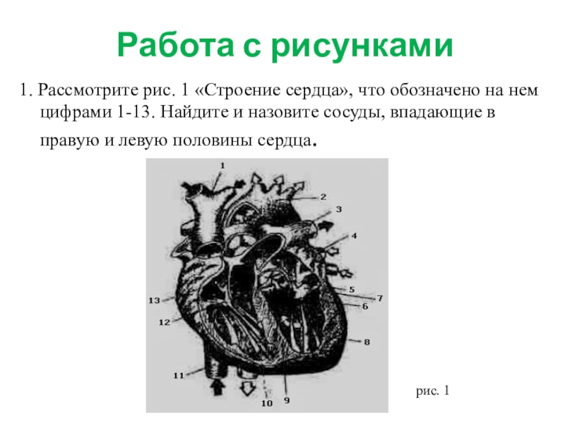 Какая структура сердца человека изображена на рисунке. Строение сердца. Строение сердца человека. Рис строение сердца. Строение сердца 8 класс биология.