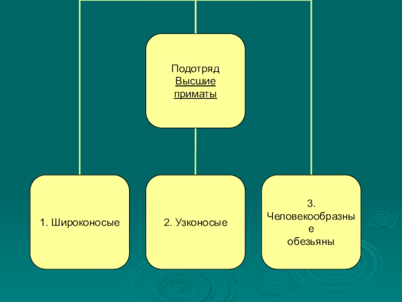 Презентация по теме отряд приматы 7 класс биология