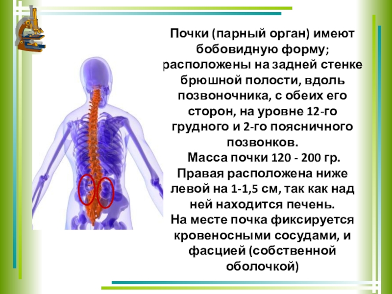 Не имеют органов. Почки расположены на задней брюшной стенке на уровне. Печень располагается на уровне позвонков. Почки расположены на задней брюшной стенке на уровне каких позвонков. Бобовидную форму имеют позвонки.