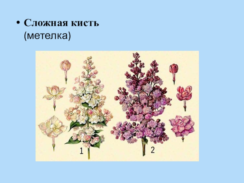 Кисть сирени рисунок