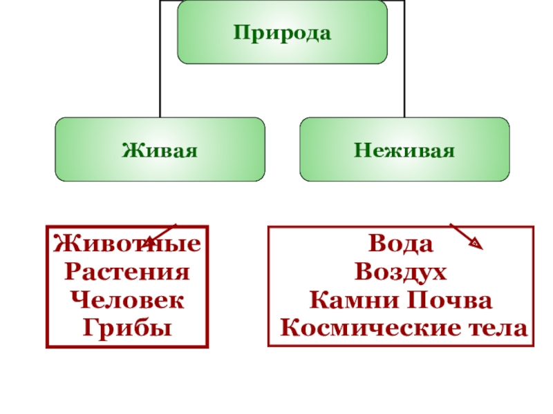 Единство живой и неживой природы презентация