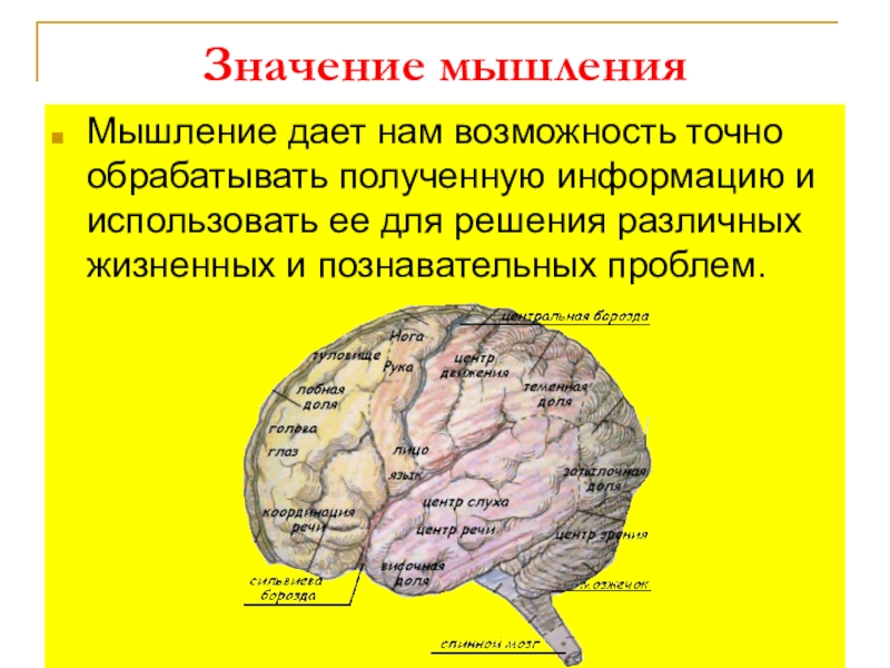 Познавательные процессы 8 класс презентация