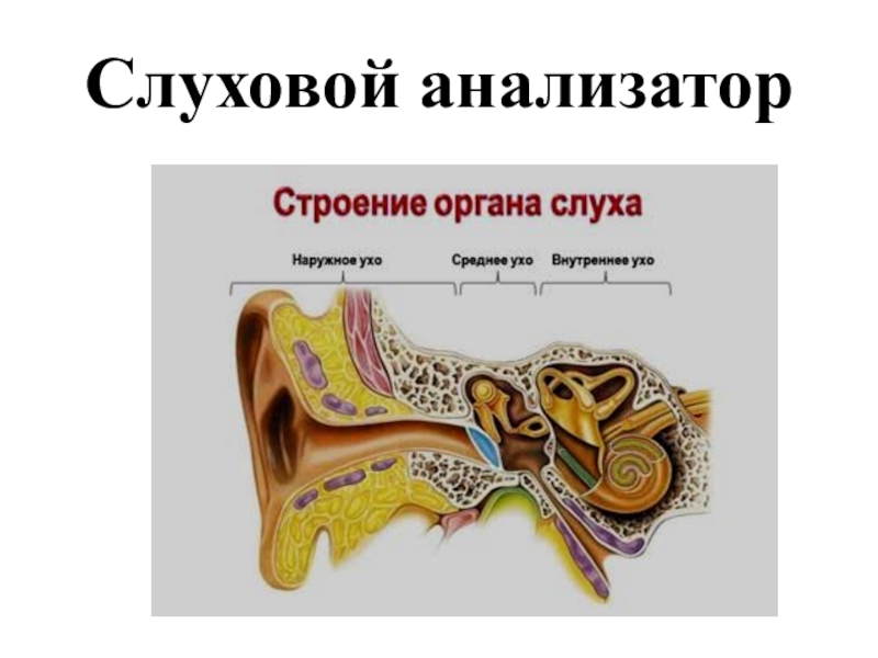 Строение слухового анализатора презентация 8 класс