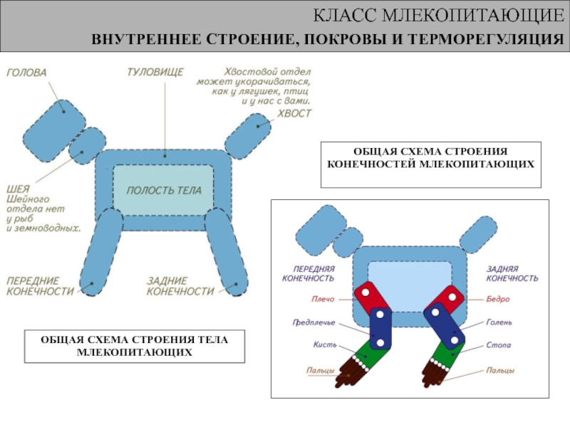 Схема классификации млекопитающих 7 класс