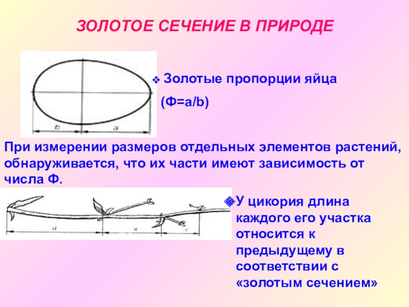 Пропорции яйца. Золотое сечение в природе яйцо. Яйцо Золотая пропорция. Пропорции золотого сечения в природе яйцо. Пропорции куриного яйца.