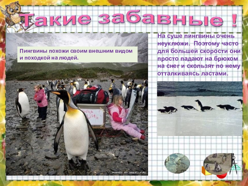На суше пингвины очень неуклюжи. Поэтому часто для большей скорости они просто падают на брюхом на снег
