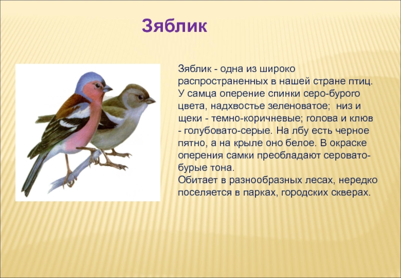 5 предложений о птице