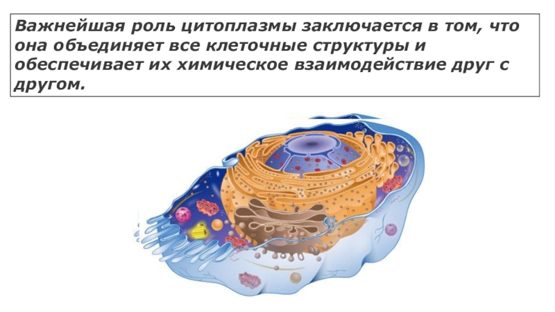 Изображенный на рисунке органоид обеспечивающий быстрое продвижение веществ в клетке представляет