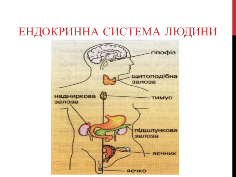 Реферат: Ендокринна система Залози внутрішньої секреції 2