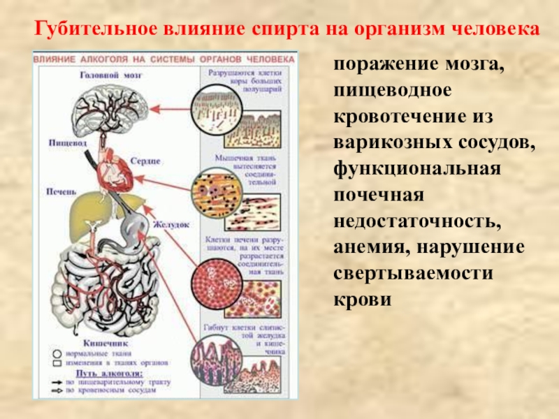 Спирты воздействие на организм человека и применение в медицине проект