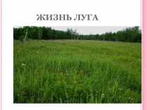 Урок по окружающему миру на тему: Луга России