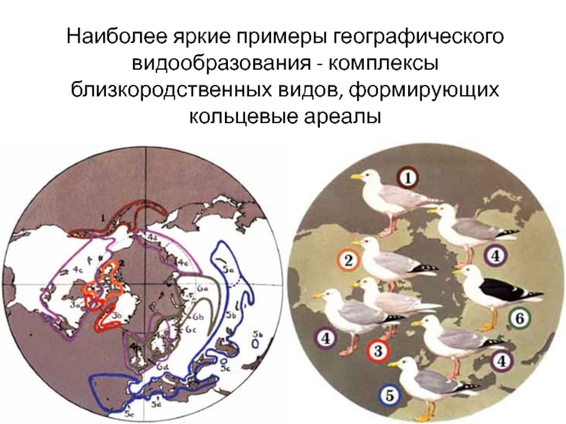 Наиболее яркие примеры географического видообразования - комплексы близкородственных видов, формирующих кольцевые ареалы