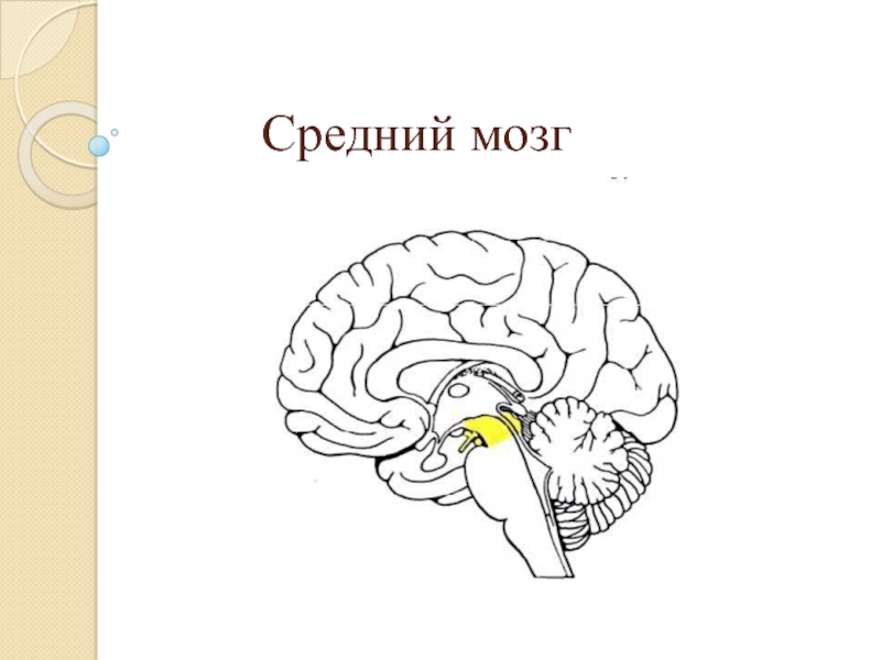 Средний мозг включает в себя. Средний мозг. Средний мозг мозг. Средний мозг строение. Средний мозг картинка.