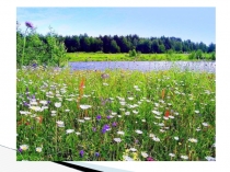 Презентация к уроку окружающего мира для 1 класса Лето: природа цветёт и плодоносит. Признаки лета.