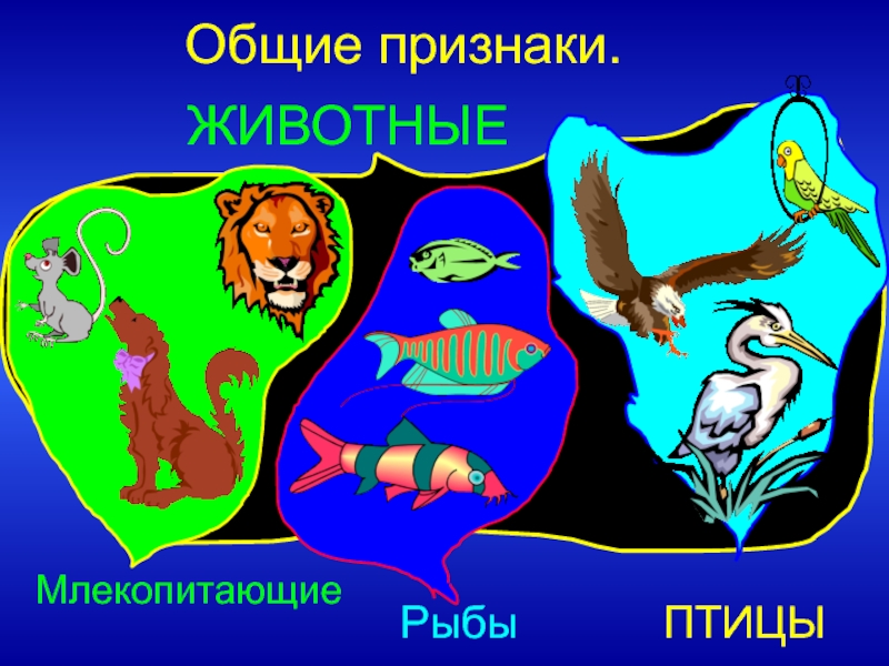 Выберите общий признак млекопитающих. Млекопитающие рыбы птицы. Признаки птиц млекопитающих рыб. Рыбы и млекопитающие презентация. Общие признаки птиц и млекопитающих.
