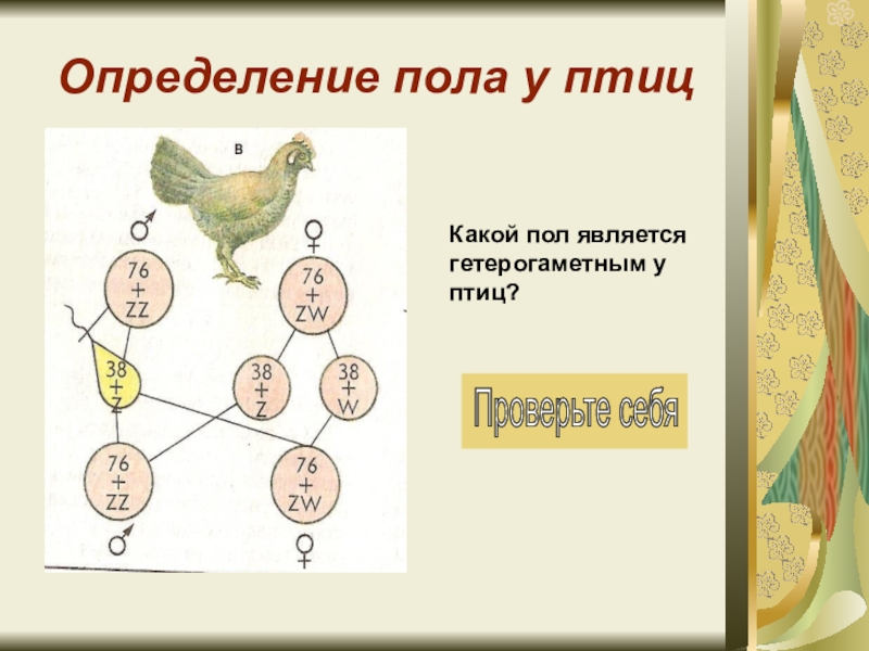 Генетика пола презентация