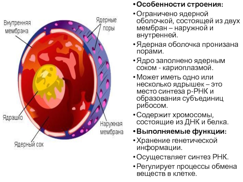 Структура клетки с двумя мембранами. Строение мембраны ядра. Мембраны ядерной оболочки внутренняя и внешняя. Ядерная мембрана ядро клетки. Структура мембраны ядра.