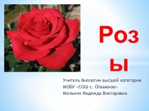 Презентация по биологии на тему Селекция растений. Розы.