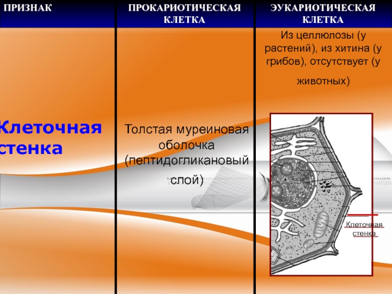 Клеточная стенка из целлюлозы