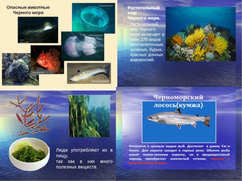 Животные черного моря 4 класс окружающий мир. Растения и животные черного моря. Органический мир черного моря. Обитатели черного моря и растительный мир. Растительный и животный мир черного моря и его берегов.