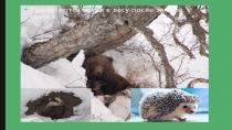 Презентация Жизнь медведей весной.