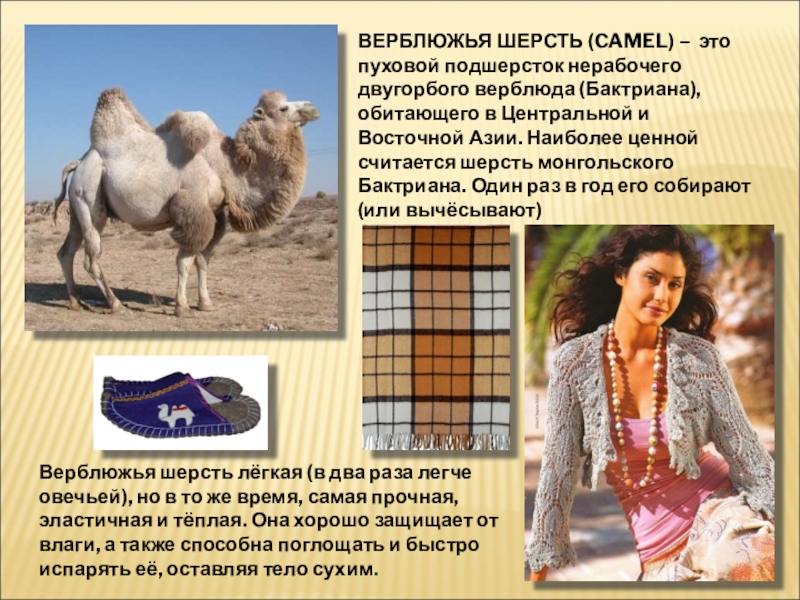 Человеческая шерсть. Шерсть монгольского верблюда. Шерсть презентация. Сообщение о верблюжьей шерсти. Сообщение о шерсти.