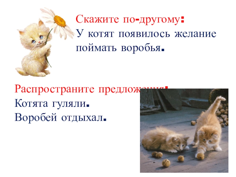 Предложение про котенка