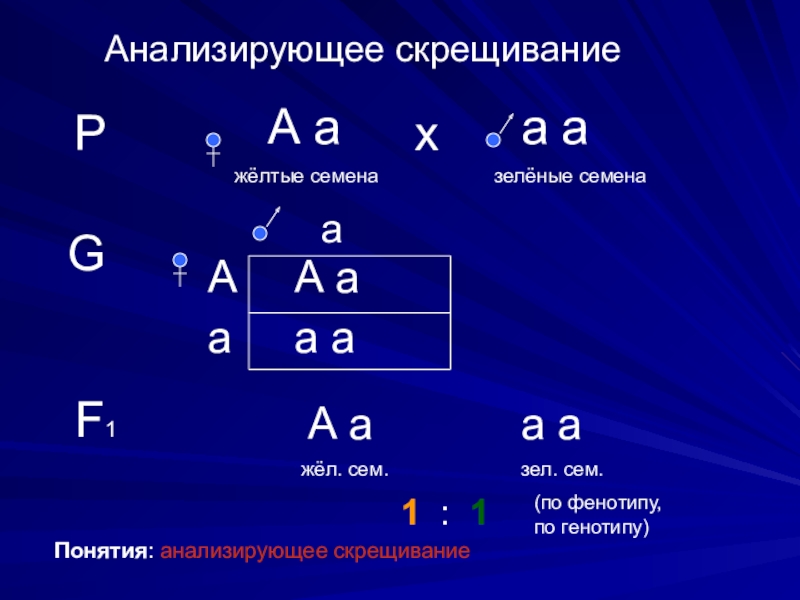 Анализирующее скрещивание организмов. Анализирующее скрещивание. Анализирующее скрещивание пример. Сущность анализирующего скрещивания. Метод анализирующих СКРЕЩИВАНИЙ.