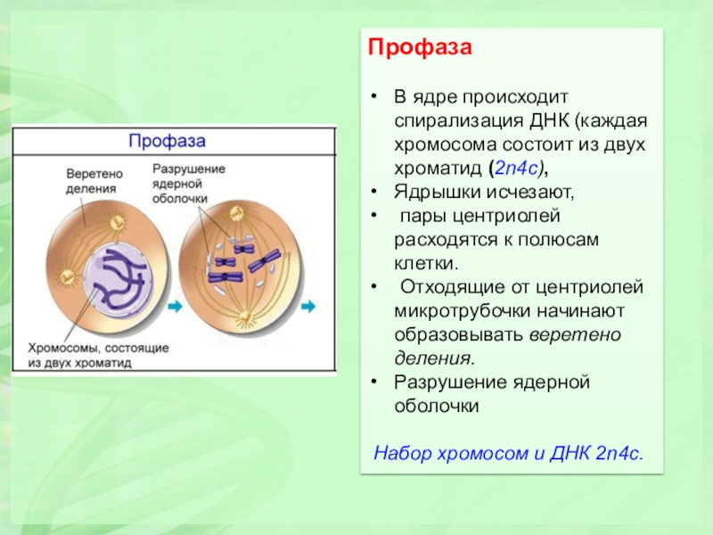 Профаза митоза сколько хромосом. Клетка в профазе митоза. Профаза 2 митоз. Профаза митоза и мейоза. Компактизация профаза.