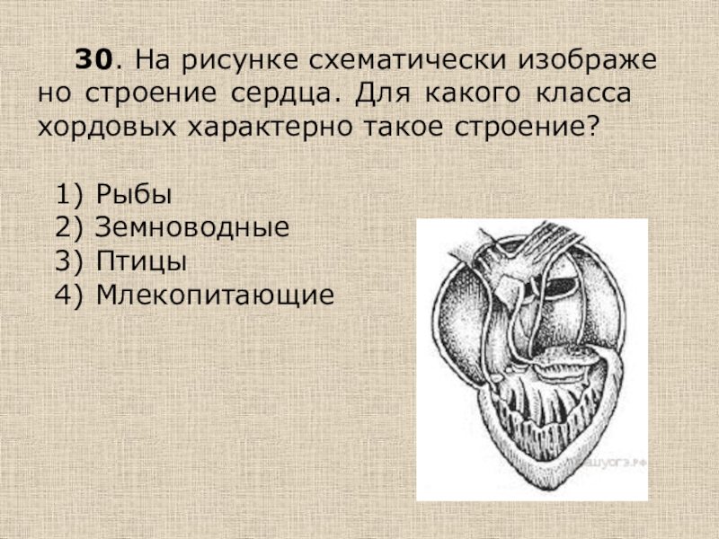 На рисунке схематически изображено строение сердца для какого класса хордовых характерно такое