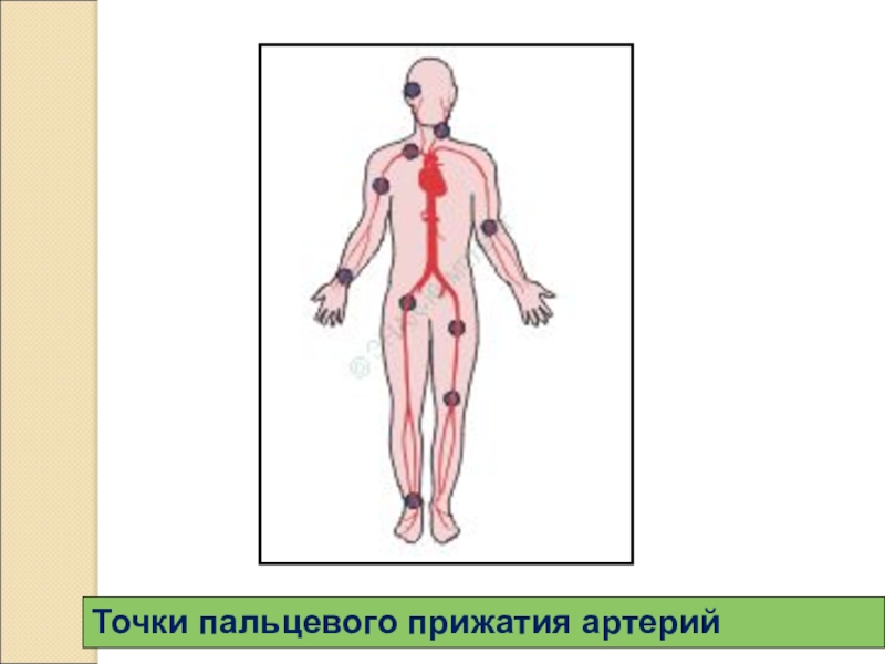 Точка ад. Точки прижатия артерий. Точки пальцевого прижатия. Пальцевое прижатие артерий точки. Схема типичных точек пальцевого прижатия крупных сосудов.