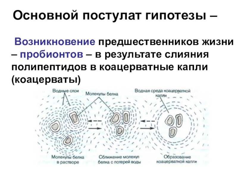 Образование коацерватов появление прокариотических