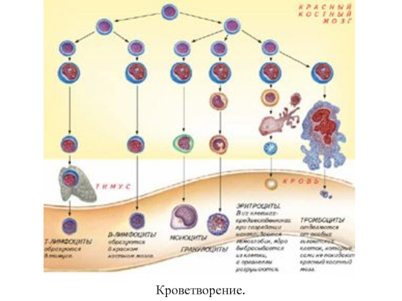 Кроветворение. Постэмбриональный гемопоэз гистология. Схема кроветворения т хелперы. Схема кроветворения Максимова. Постэмбриональный гемопоэз Юриной.