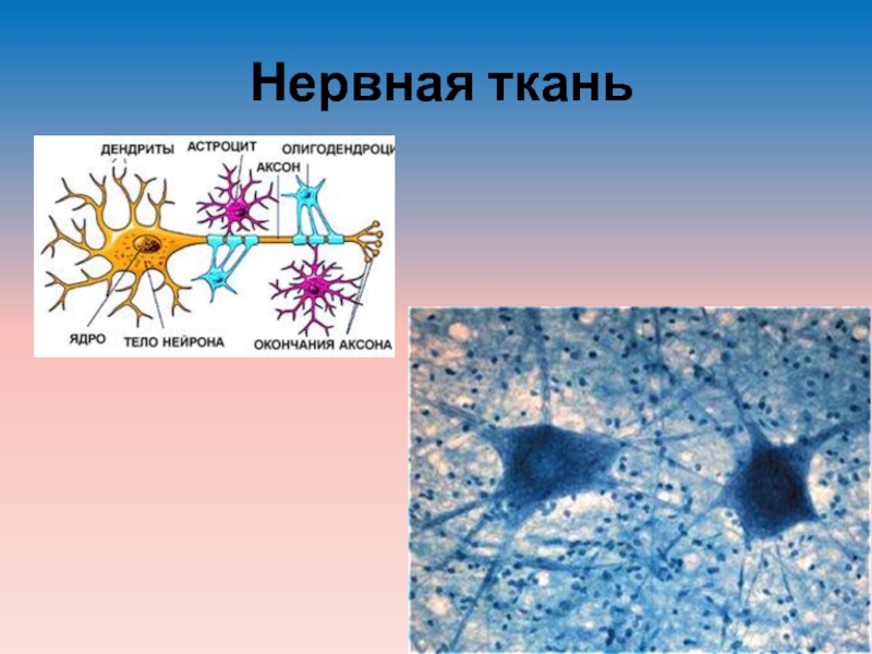 Презентация нервные ткани